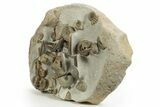 Jurassic Ammonite, Belemnite & Gastropod Cluster - England #316383-5